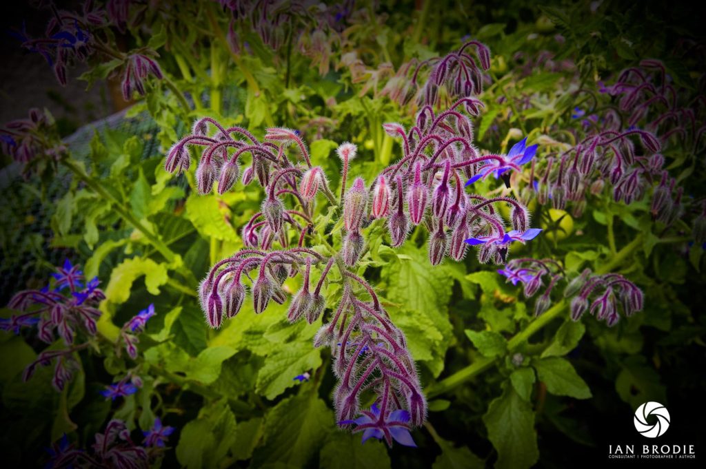 botanica, central-otago, in-the-heart-of-my-garden, new-zealand