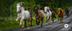 Icelandic Horses at Mesna.
