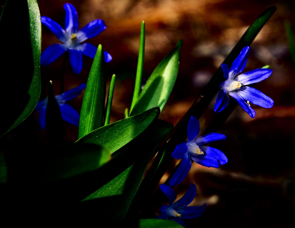 botanica, central-otago, in-the-heart-of-my-garden, new-zealand