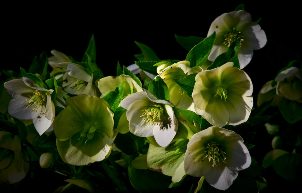 botanica, central-otago, in-the-heart-of-my-garden, new-zealand