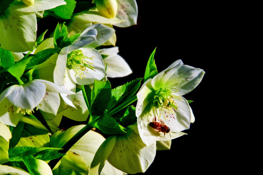 botanica, central-otago, in-the-heart-of-my-garden, new-zealand