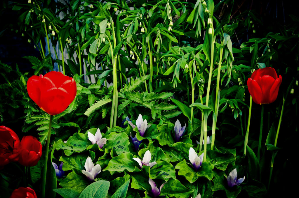 botanica, central-otago, in-the-heart-of-my-garden, new-zealand