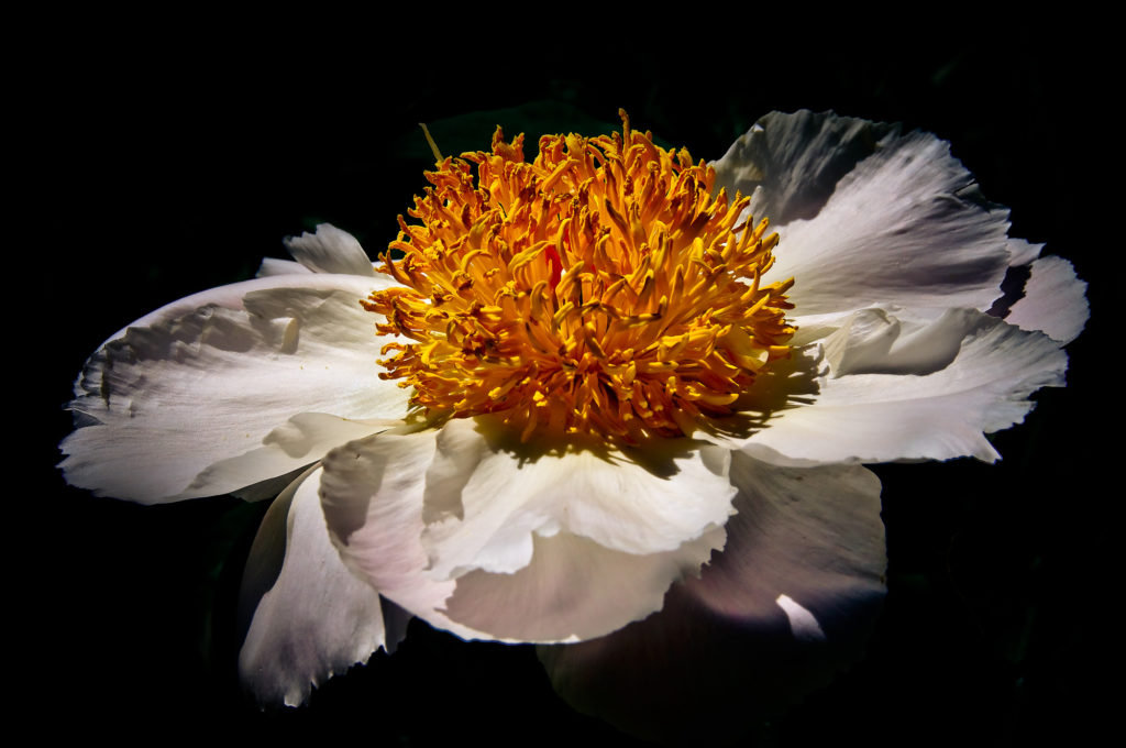 botanica, central-otago, in-the-heart-of-my-garden, new-zealand