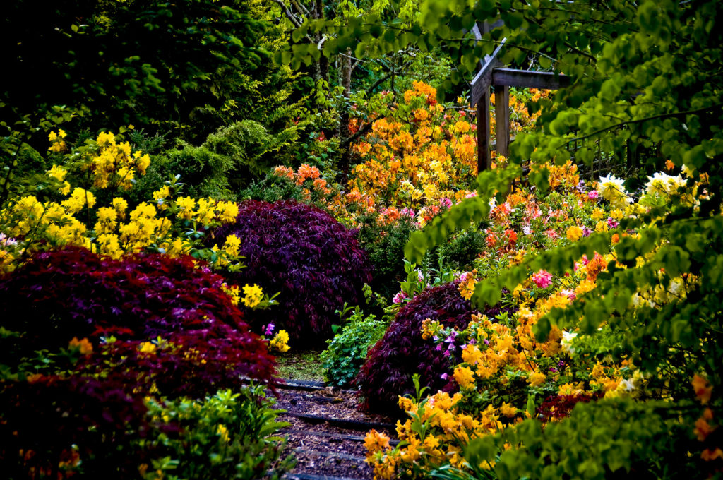 botanica, central-otago, in-the-heart-of-my-garden, new-zealand