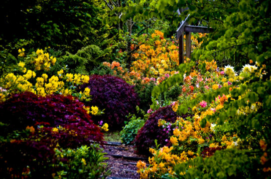 botanica, central-otago, in-the-heart-of-my-garden, new-zealand