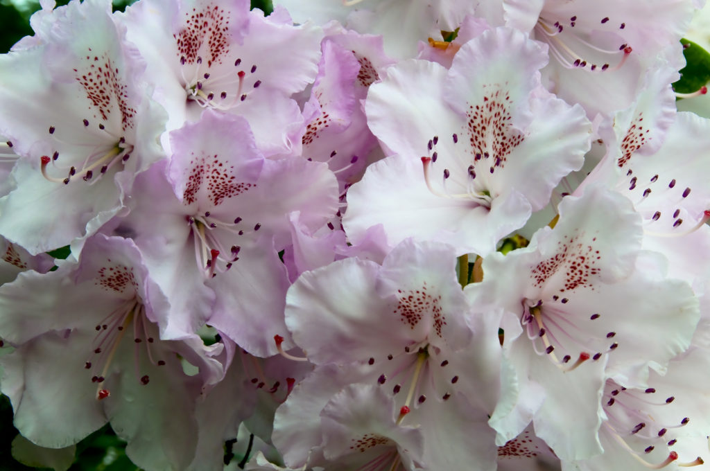 botanica, central-otago, in-the-heart-of-my-garden, new-zealand