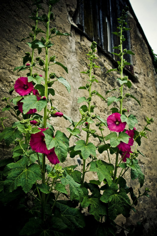 botanica, central-otago, in-the-heart-of-my-garden, new-zealand