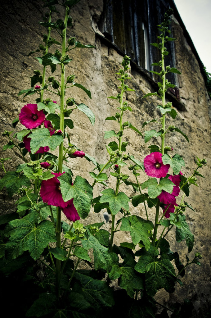 botanica, central-otago, in-the-heart-of-my-garden, new-zealand