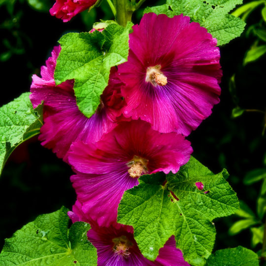 botanica, central-otago, in-the-heart-of-my-garden, new-zealand