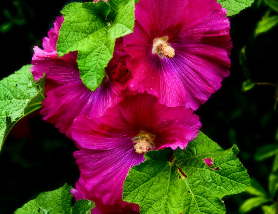 botanica, central-otago, in-the-heart-of-my-garden, new-zealand