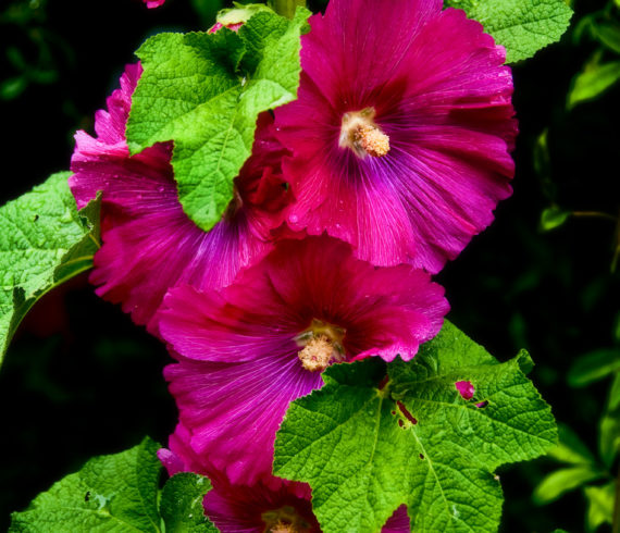 botanica, central-otago, in-the-heart-of-my-garden, new-zealand