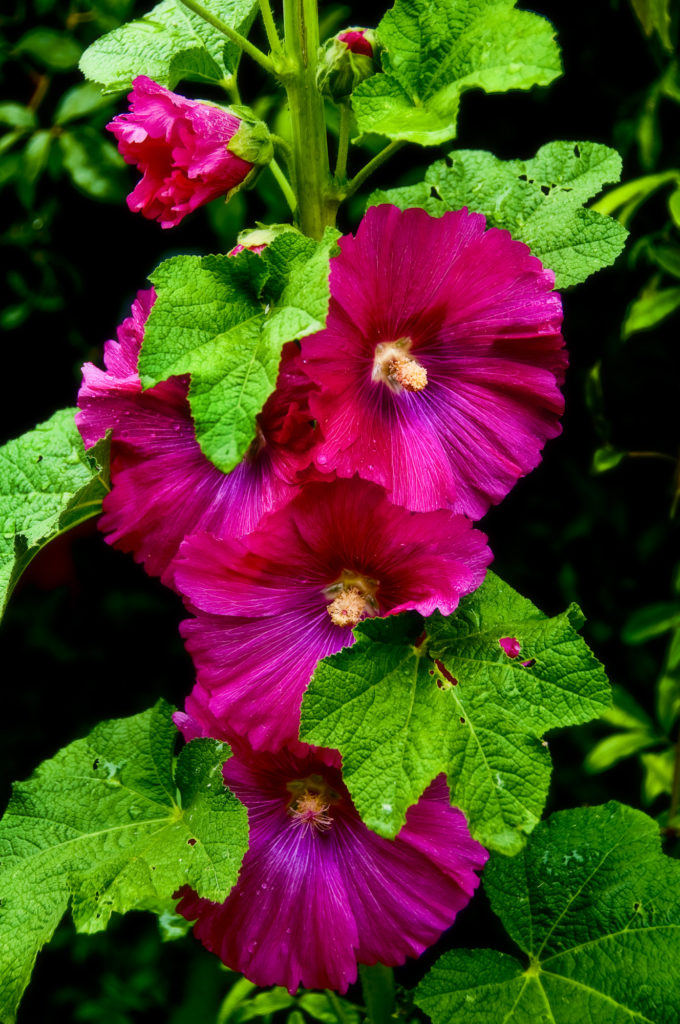 botanica, central-otago, in-the-heart-of-my-garden, new-zealand