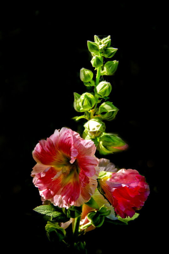 botanica, central-otago, in-the-heart-of-my-garden, new-zealand