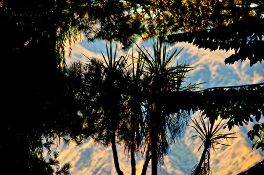 botanica, central-otago, in-the-heart-of-my-garden, new-zealand