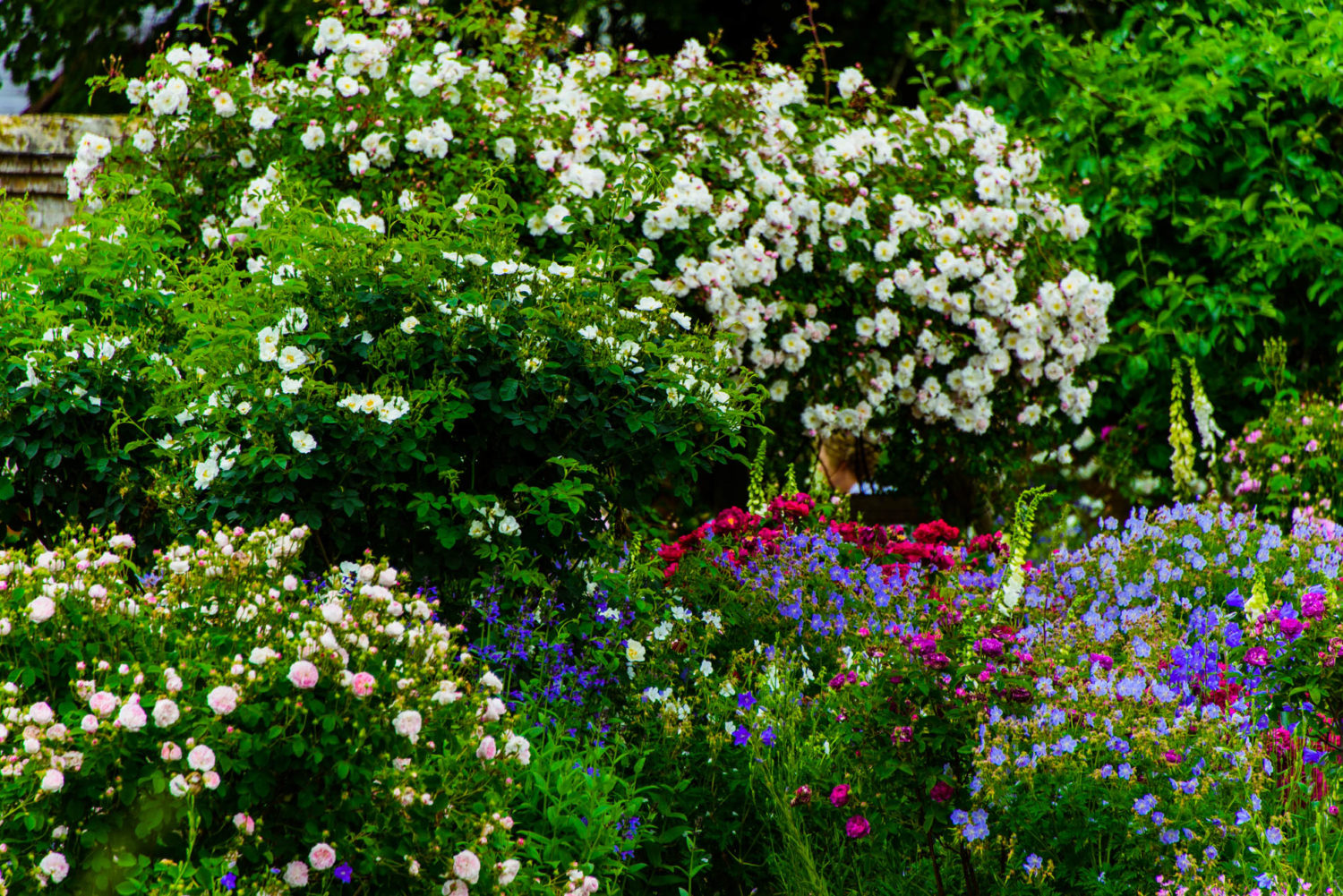 Arda, Botanica, England, Hampshire, Mottisfont, National Trust, Roses, The World