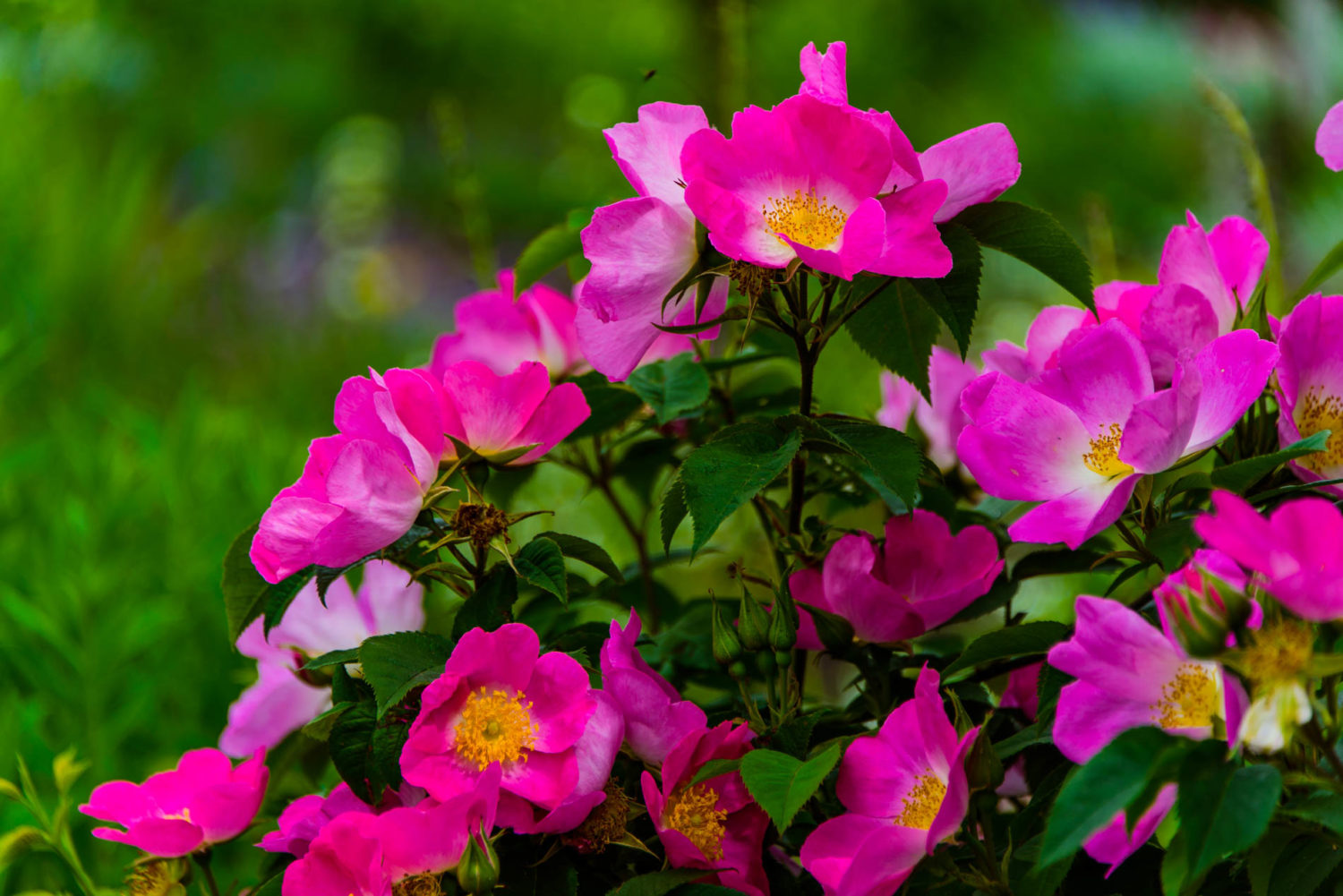 Arda, Botanica, England, Hampshire, Mottisfont, National Trust, Roses, The World