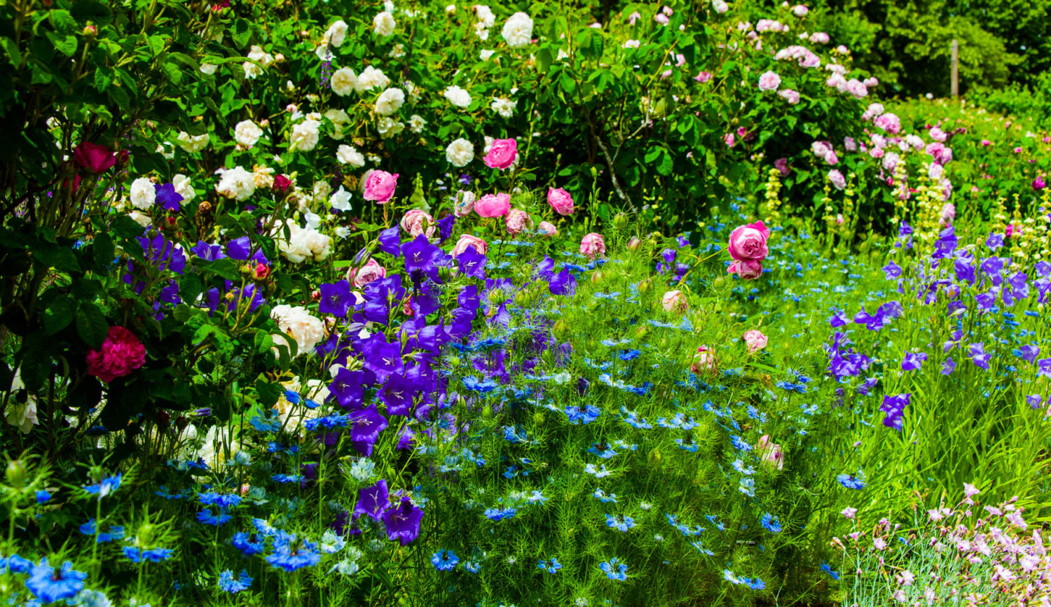 Arda, Botanica, England, Hampshire, Mottisfont, National Trust, Roses, The World