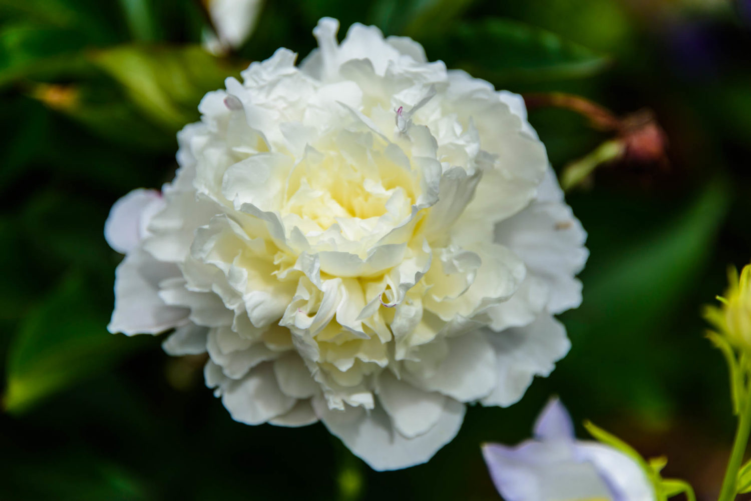 Arda, Botanica, England, Hampshire, Mottisfont, National Trust, Roses, The World