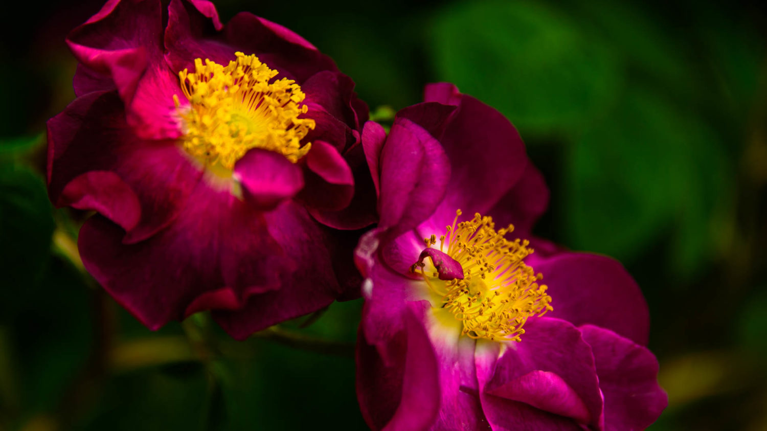 Arda, Botanica, England, Hampshire, Mottisfont, National Trust, Roses, The World