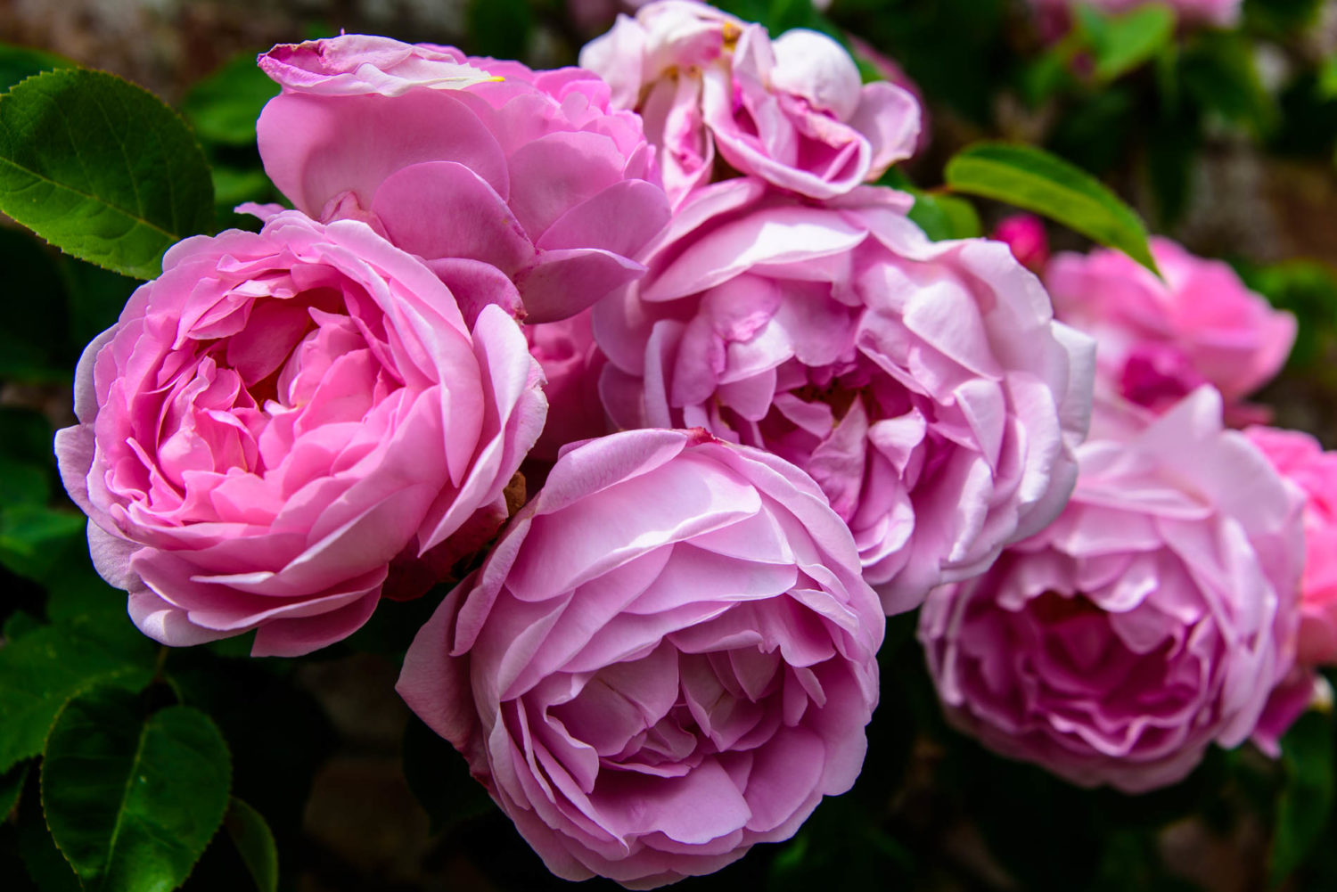 Arda, Botanica, England, Hampshire, Mottisfont, National Trust, Roses, The World