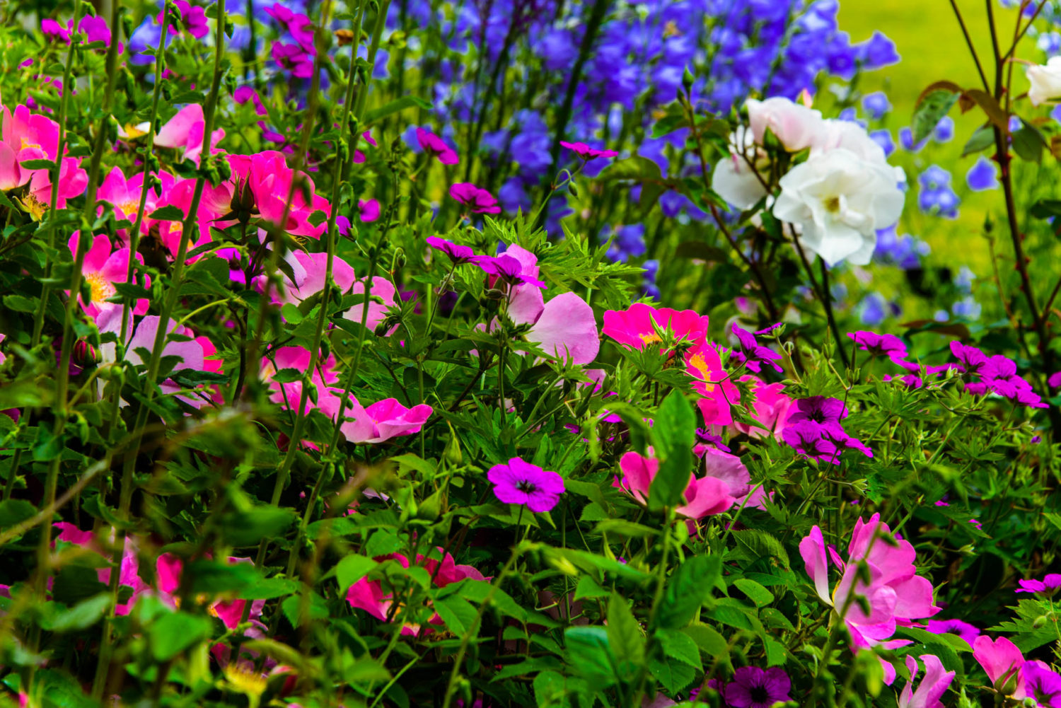 Arda, Botanica, England, Hampshire, Mottisfont, National Trust, Roses, The World