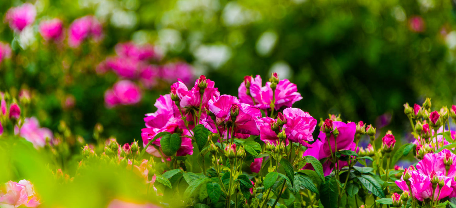 Arda, Botanica, England, Hampshire, Mottisfont, National Trust, Roses, The World