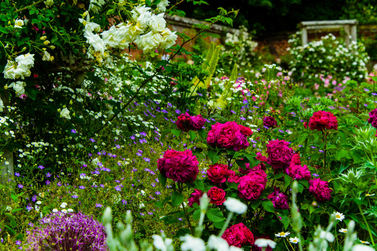 Arda, Botanica, England, Hampshire, Mottisfont, National Trust, Roses, The World