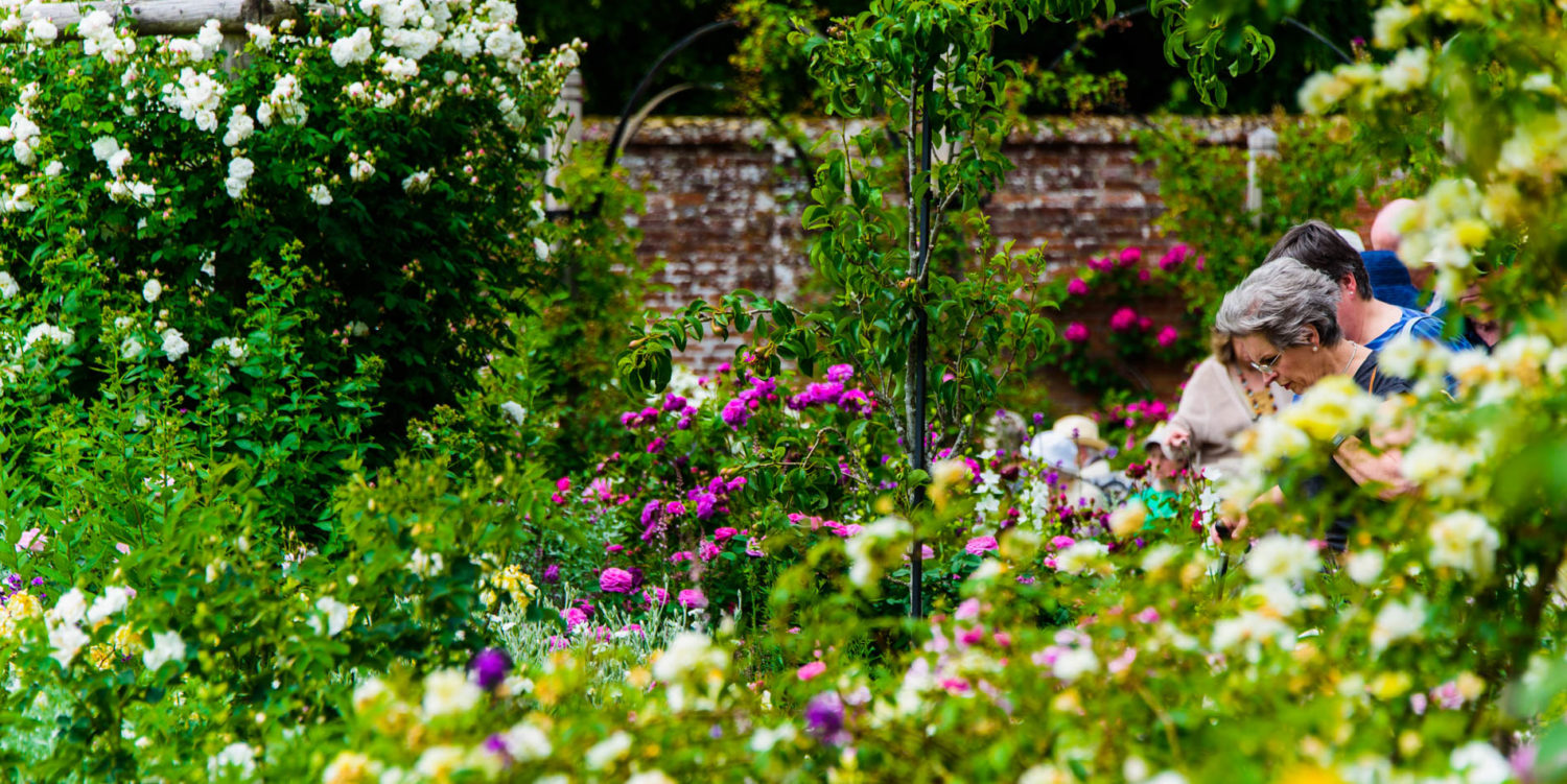 Arda, Botanica, England, Hampshire, Mottisfont, National Trust, Roses, The World