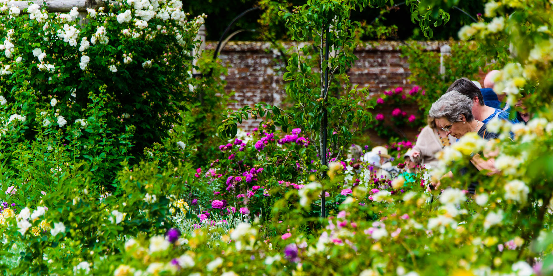 Arda, Botanica, England, Hampshire, Mottisfont, National Trust, Roses, The World
