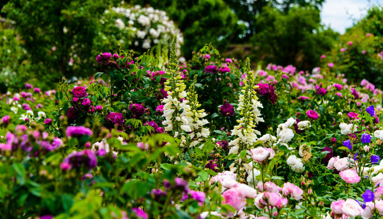 Arda, Botanica, England, Hampshire, Mottisfont, National Trust, Roses, The World