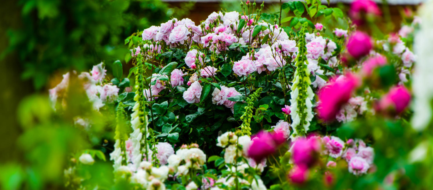 Arda, Botanica, England, Hampshire, Mottisfont, National Trust, Roses, The World