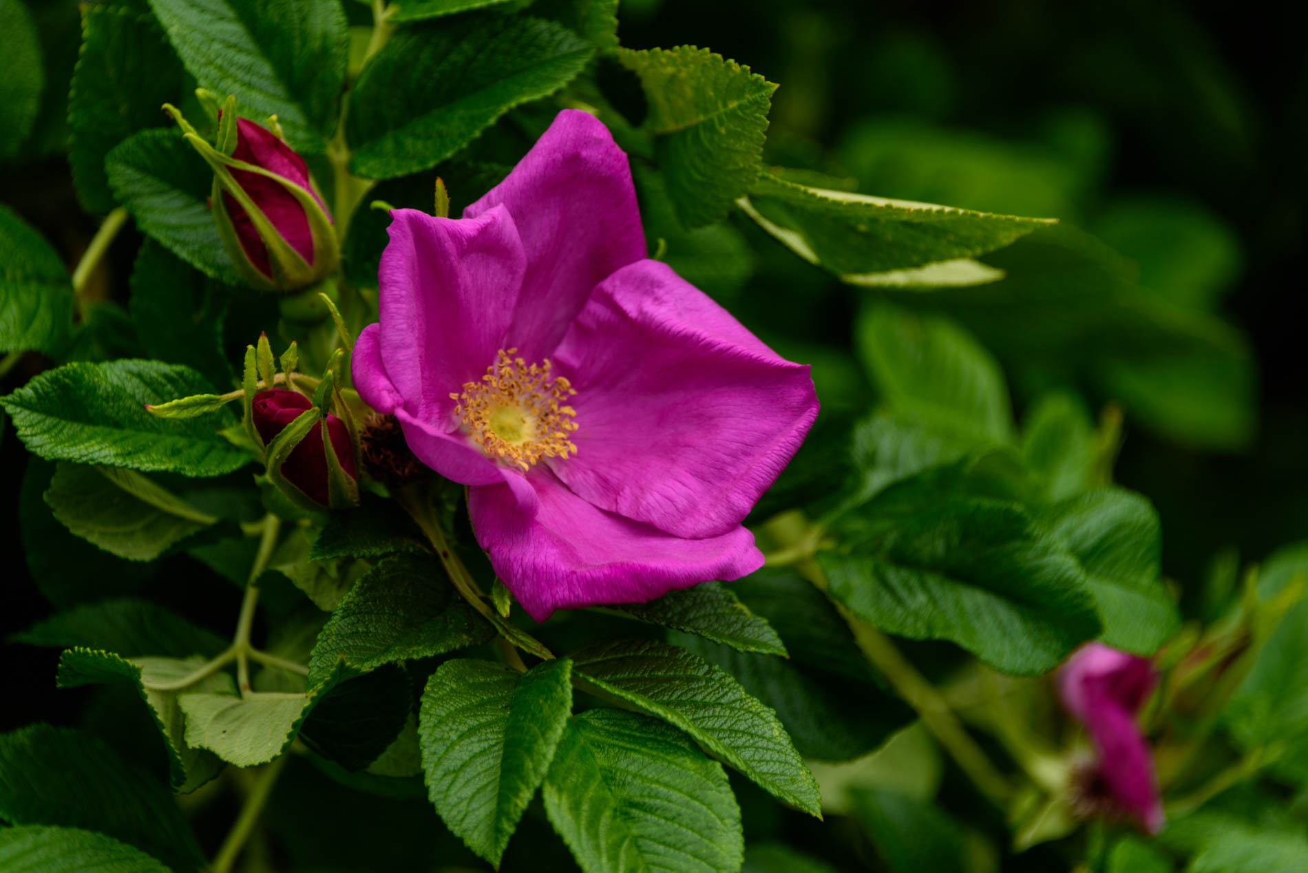 Arda, Botanica, England, Hampshire, Mottisfont, National Trust, Roses, The World