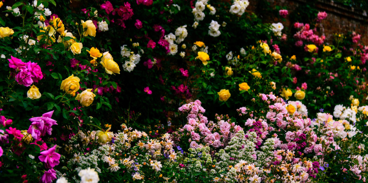 Arda, Botanica, England, Hampshire, Mottisfont, National Trust, Roses, The World