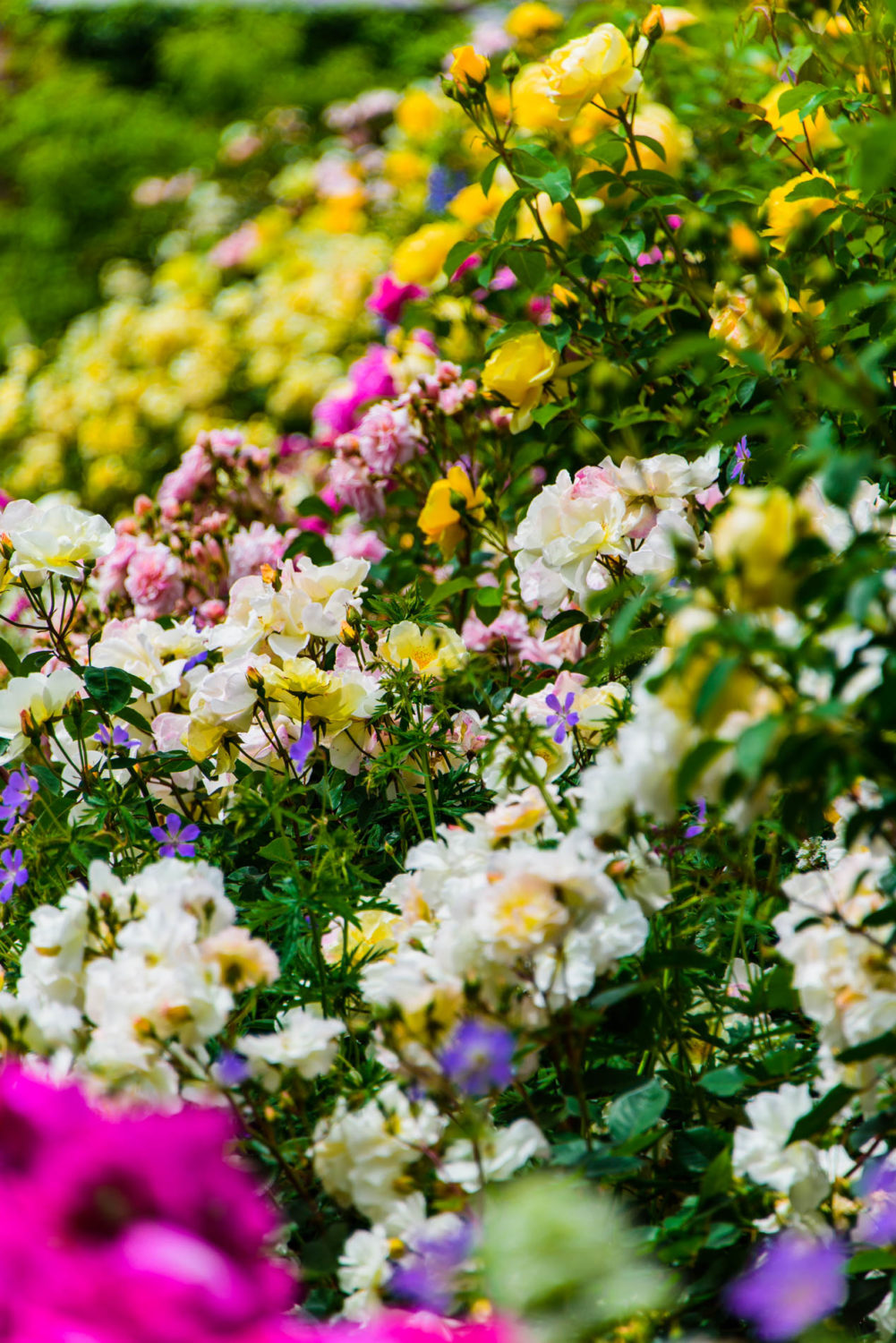 Arda, Botanica, England, Hampshire, Mottisfont, National Trust, Roses, The World