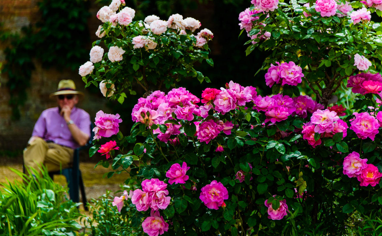 Arda, Botanica, England, Hampshire, Mottisfont, National Trust, Roses, The World