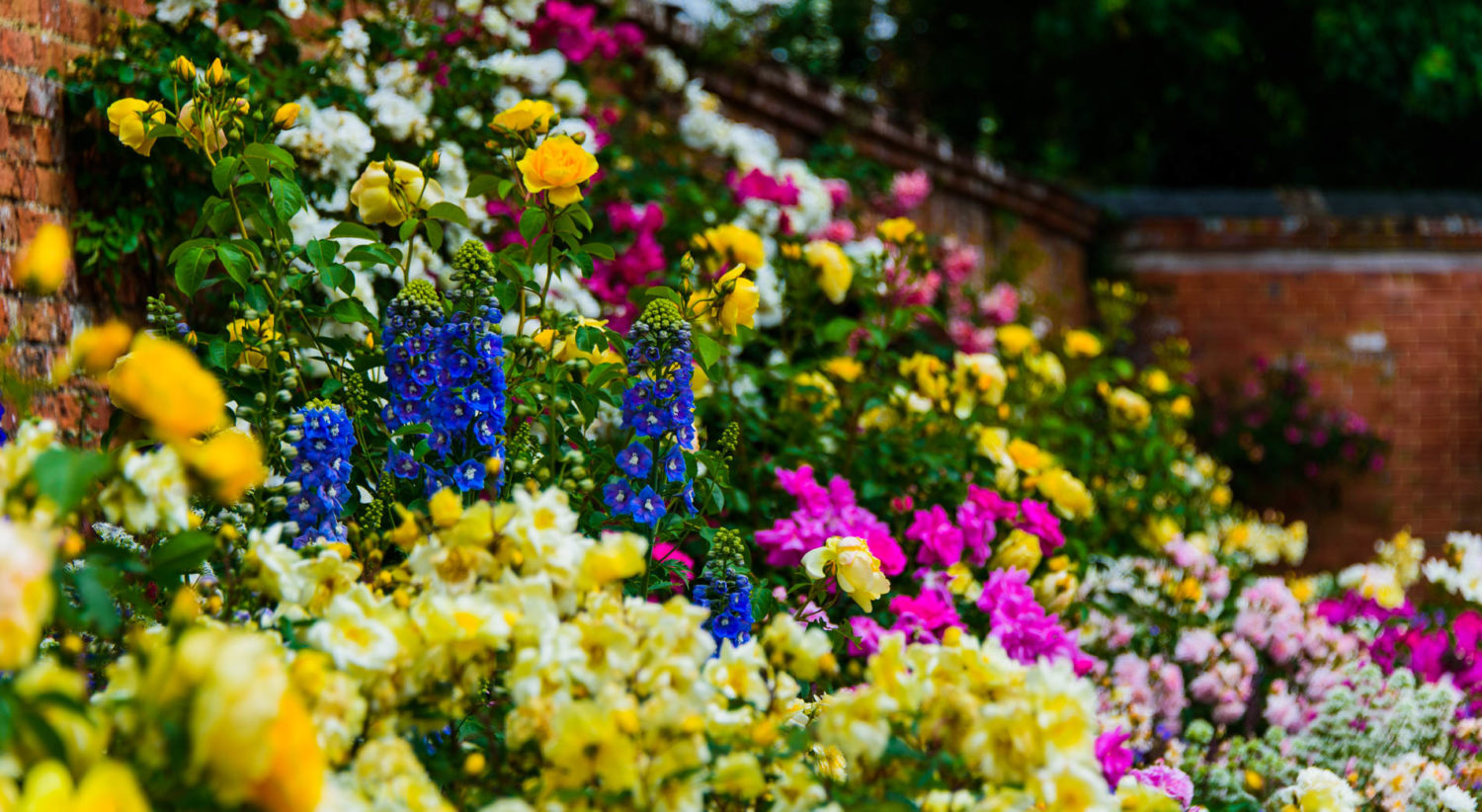 Arda, Botanica, England, Hampshire, Mottisfont, National Trust, Roses, The World