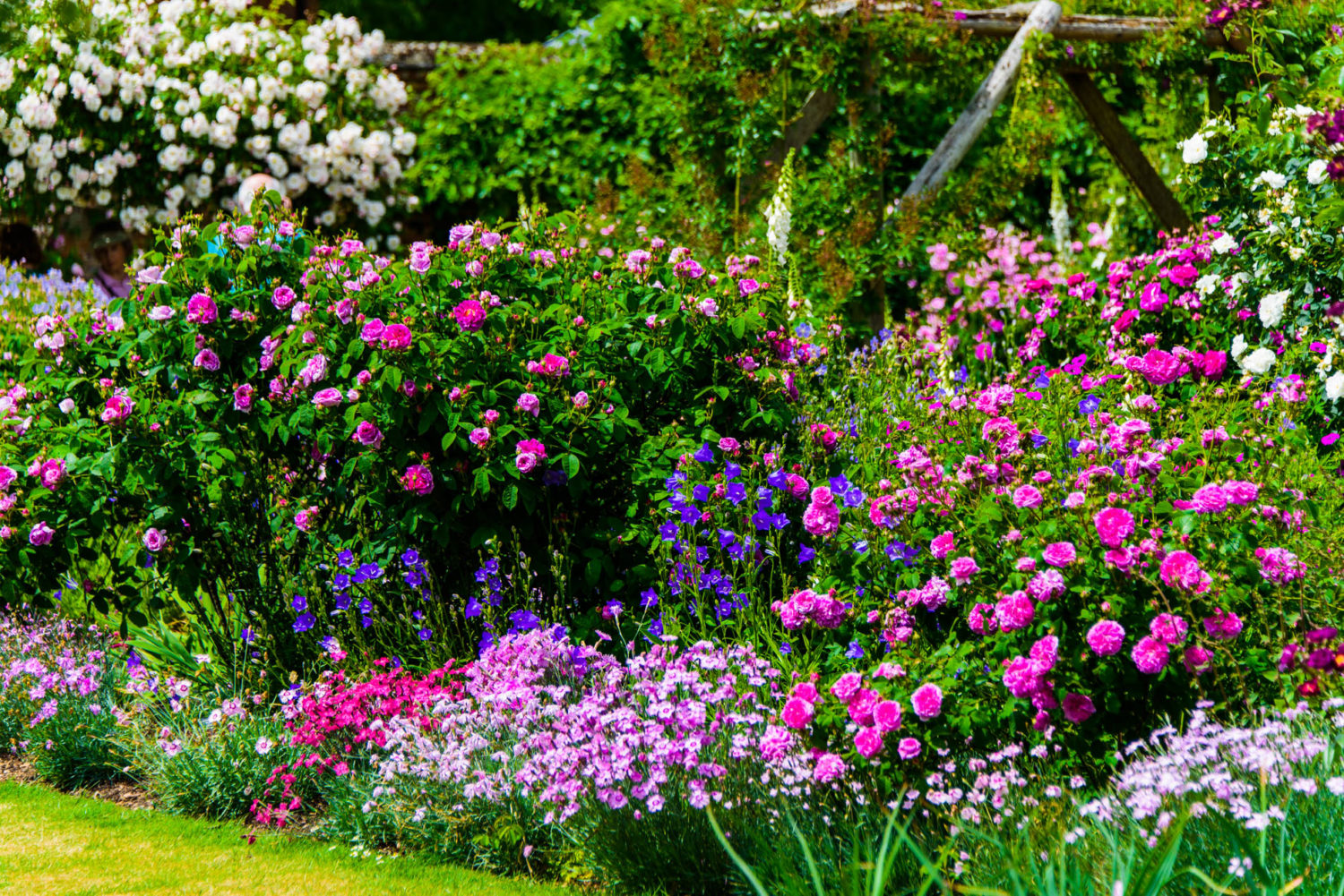 Arda, Botanica, England, Hampshire, Mottisfont, National Trust, Roses, The World