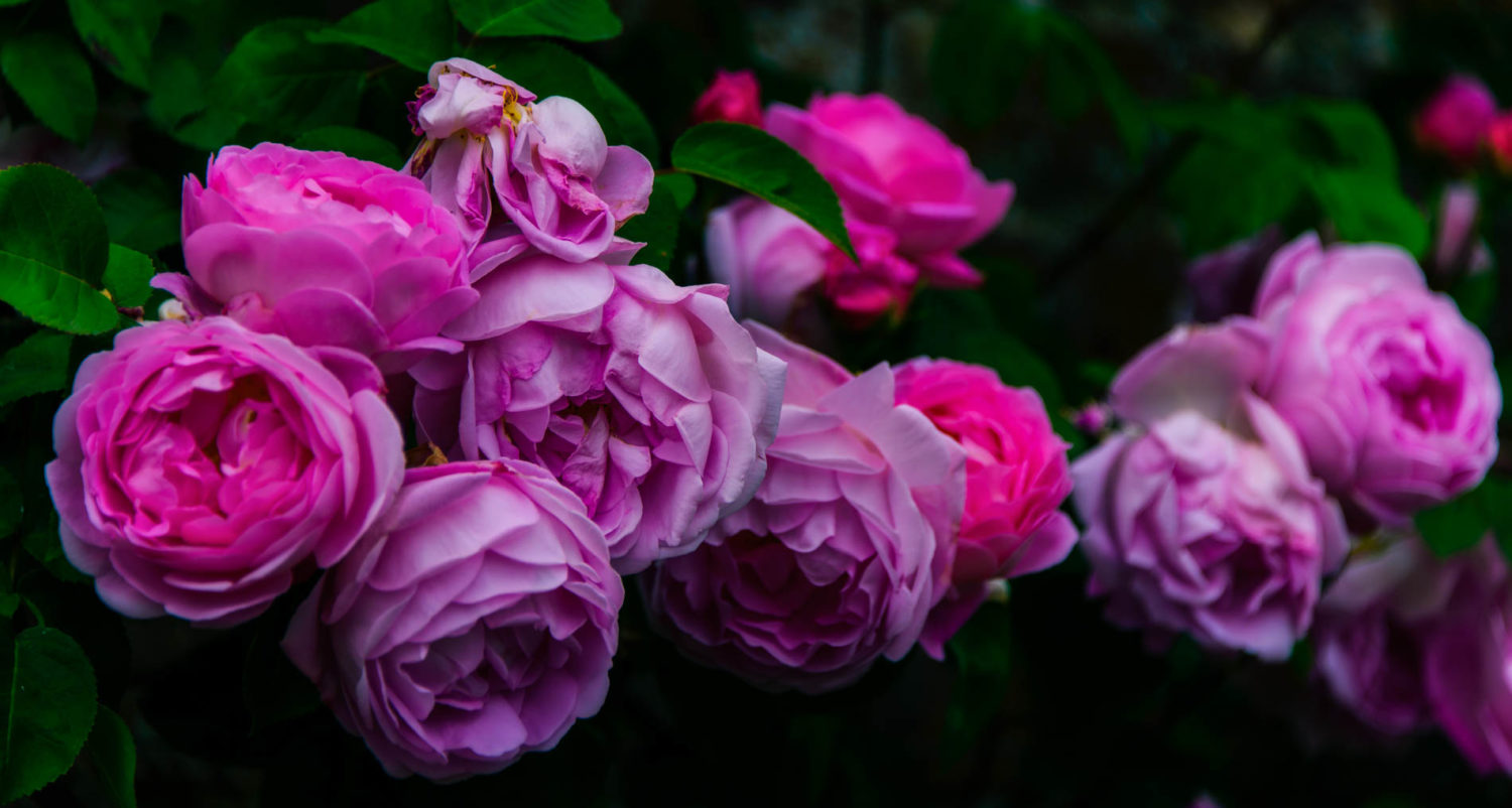 Arda, Botanica, England, Hampshire, Mottisfont, National Trust, Roses, The World