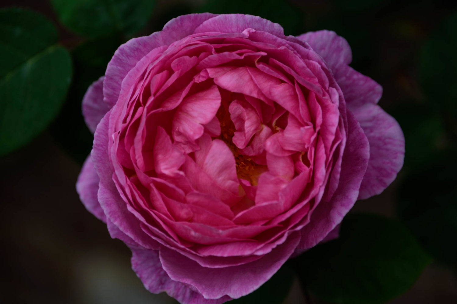 Arda, Botanica, England, Hampshire, Mottisfont, National Trust, Roses, The World