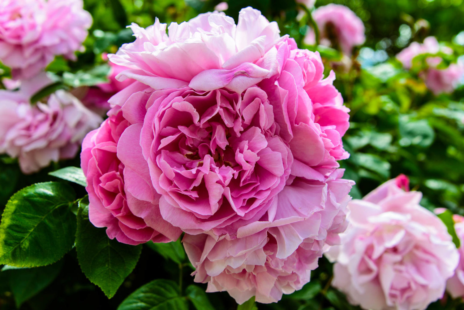 Arda, Botanica, England, Hampshire, Mottisfont, National Trust, Roses, The World