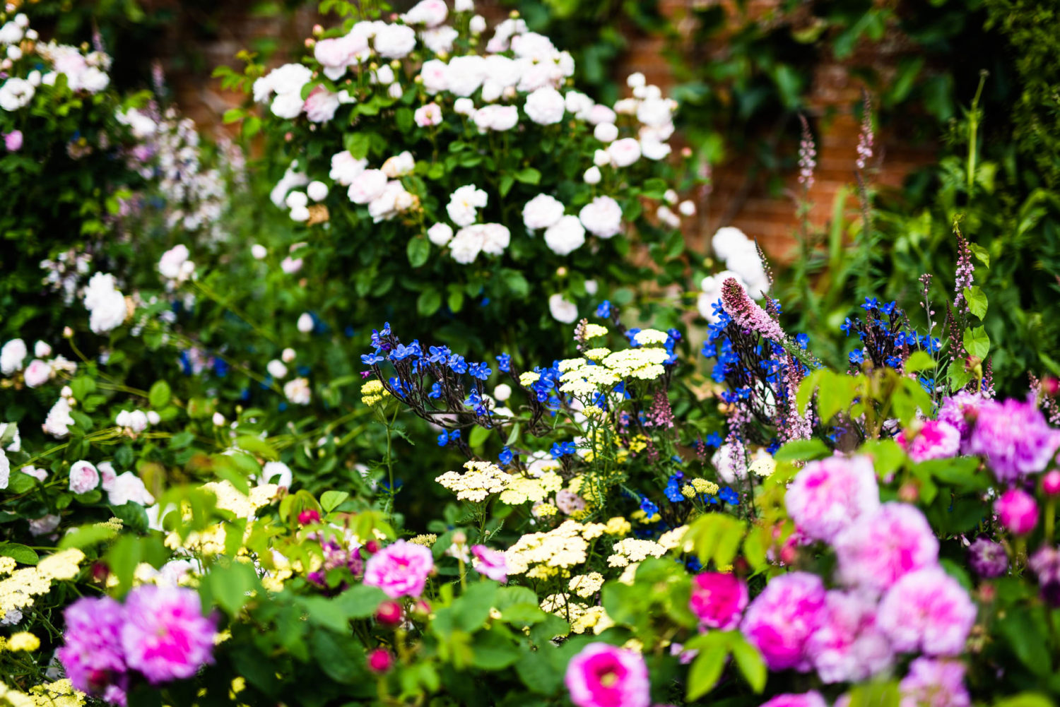 Arda, Botanica, England, Hampshire, Mottisfont, National Trust, Roses, The World