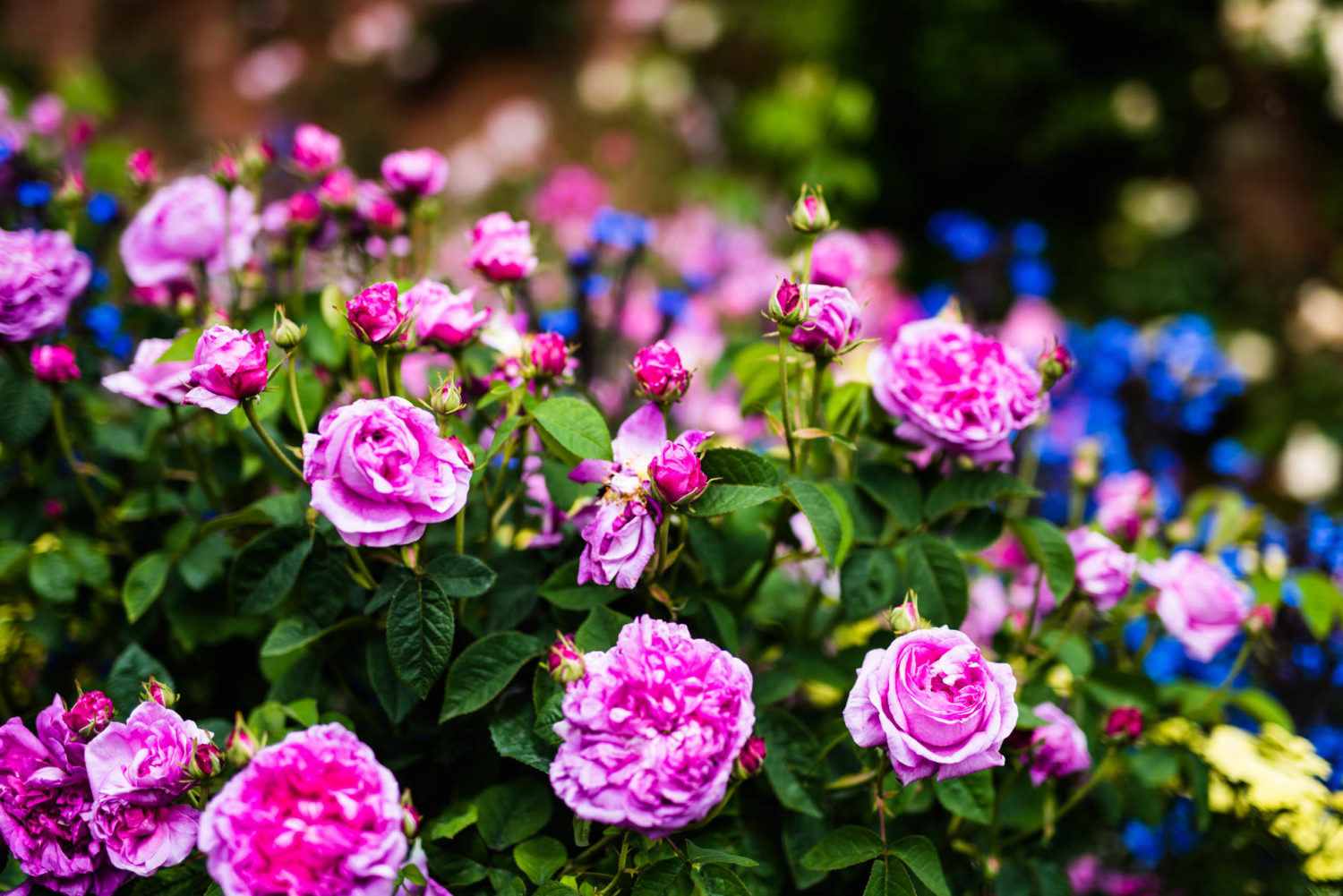 Arda, Botanica, England, Hampshire, Mottisfont, National Trust, Roses, The World