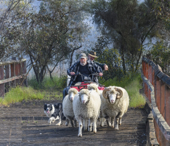 Rams